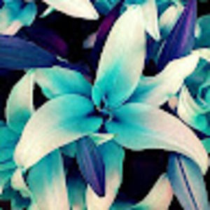 Meet your Posher, Lenore